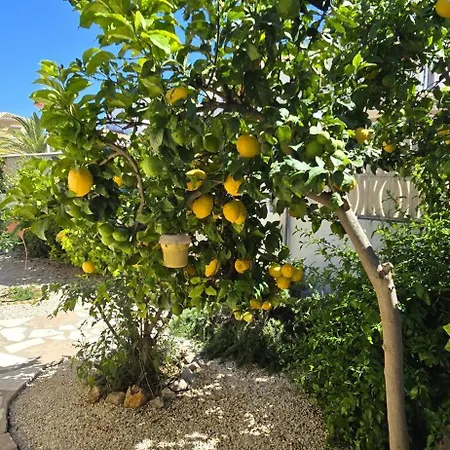 Limon *